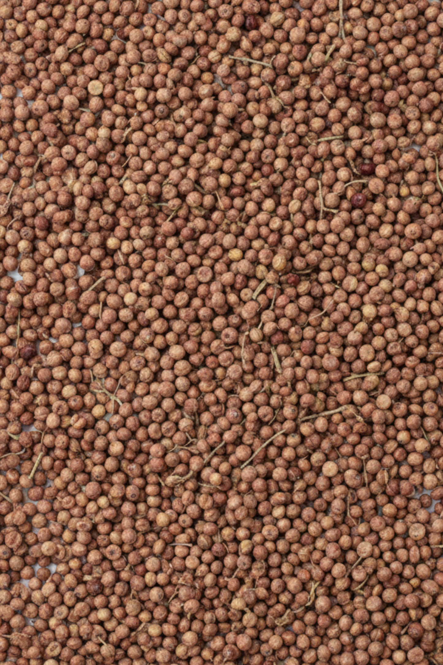 Tane Sumak (Organik,Yeni Mahsül) Maraş Yöresi