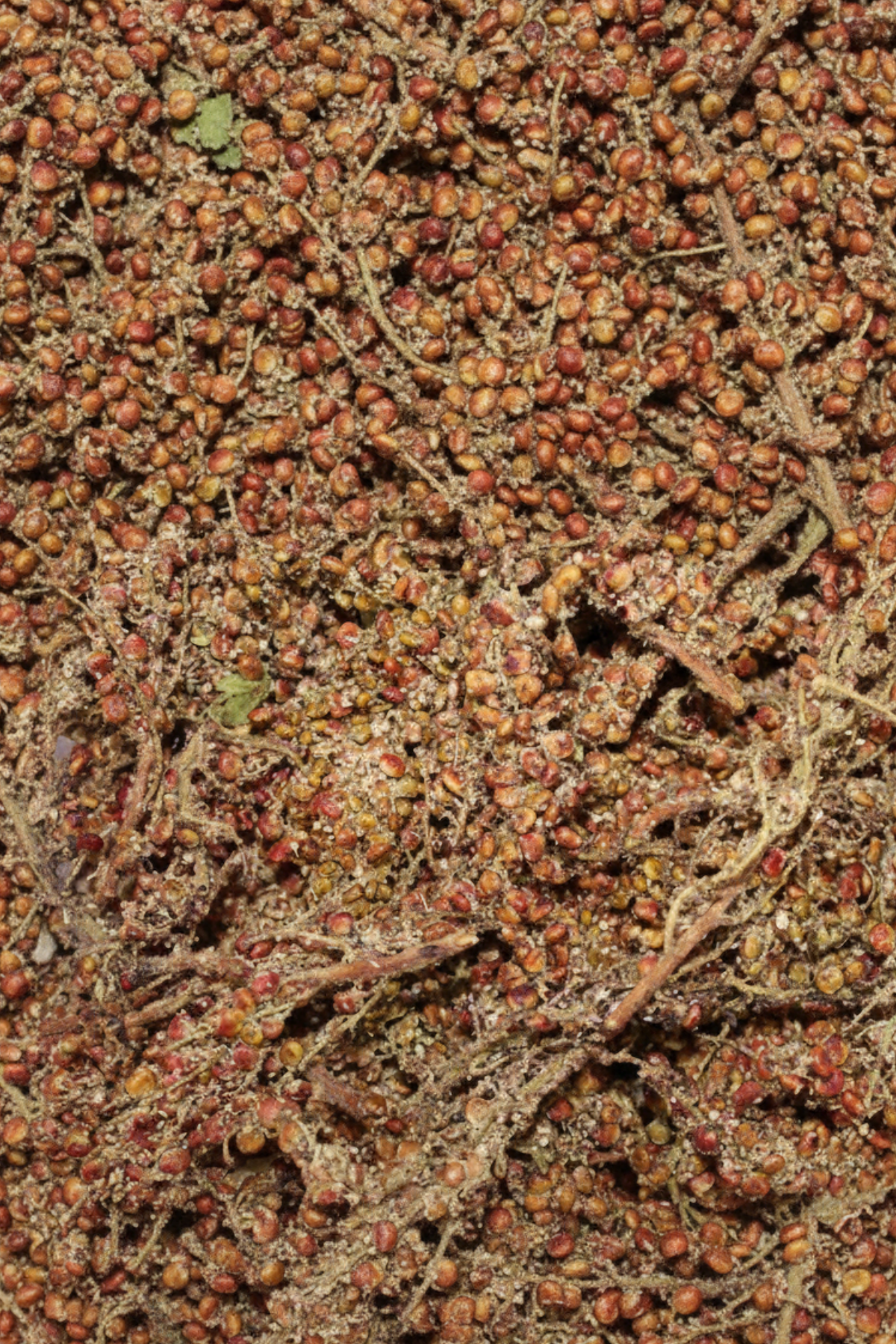 Organik Dal Sumak (Taze,Katkısız) Maraş Yöresi