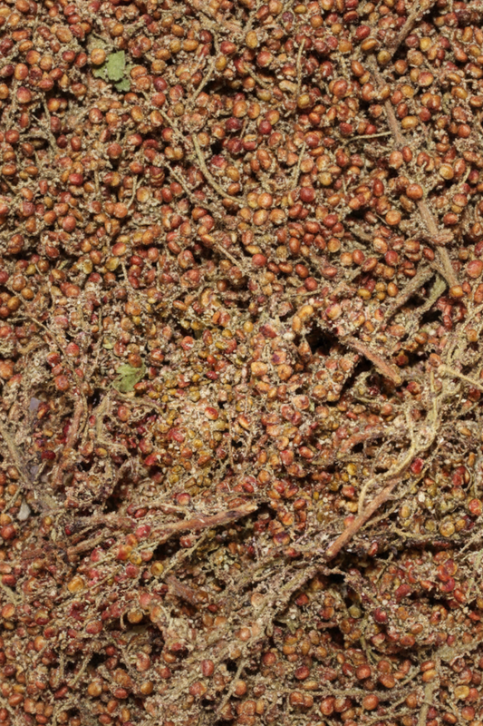 Organik Dal Sumak (Taze,Katkısız) Maraş Yöresi